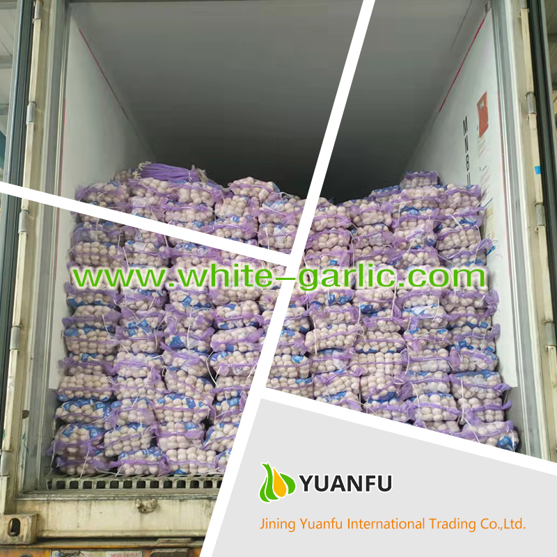 garlic exporters